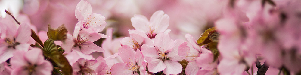 Pink flowers